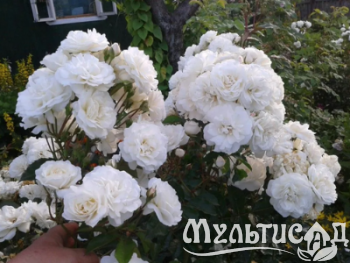 Дизайн без названия (18)