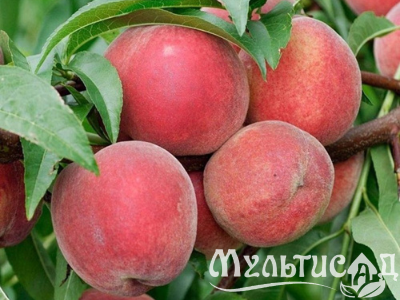 Дизайн без названия (3)
