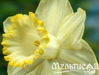 Креатив без названия (15)