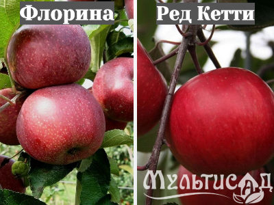 Ноябрьская (30)
