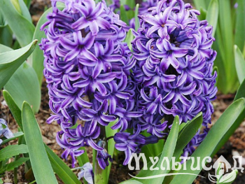 Креатив без названия (4)