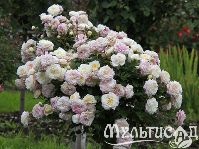 Туя (53)