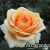 4e2a68f0aa8697ee4b28219d4e84fab3