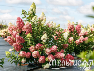 Дизайн без названия (5)