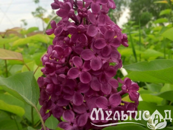 Креатив без названия (9)