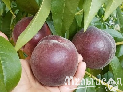 Креатив без названия (4)