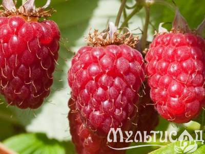 Дизайн без названия (26)