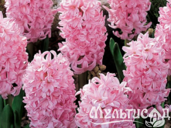 Дизайн без названия (12)