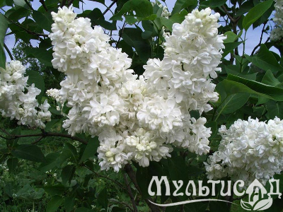 Креатив без названия (1)