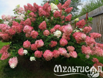 Дизайн без названия (28)