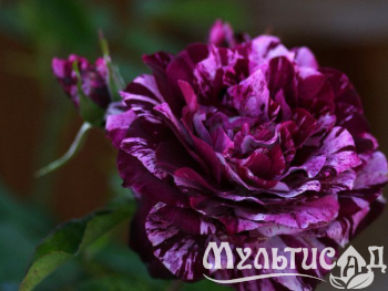Креатив без названия (14)