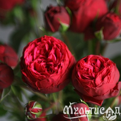 2tkuxnhlgg8vbz34c4d0y37vrfcqgp9b