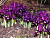 12b6cc69d44a68be93caccc259a98cb2