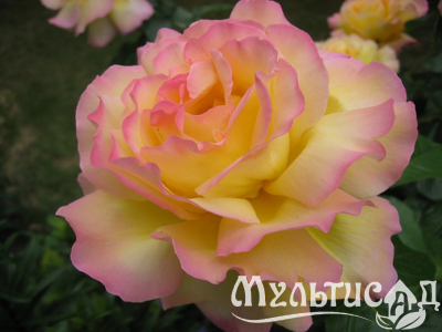 120aq231ehuige4mxa52uszpbc3k63bz