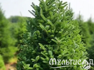Туя (78)