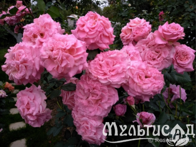Дизайн без названия (5)