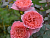 image_8165532_16152349