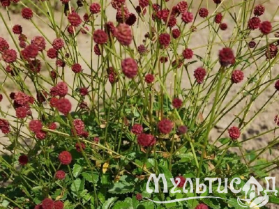Туя (29)