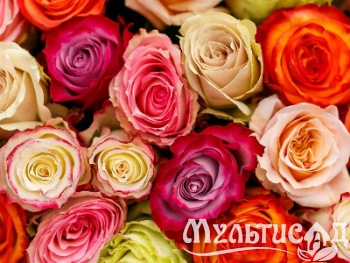 Креатив без названия (27)