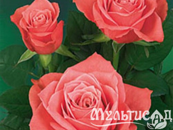 Дизайн без названия (23)