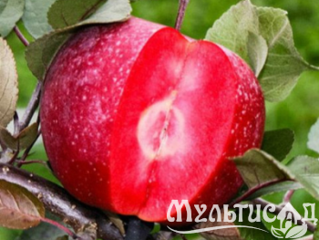 Дизайн без названия (15)