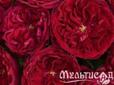 Туя (4)