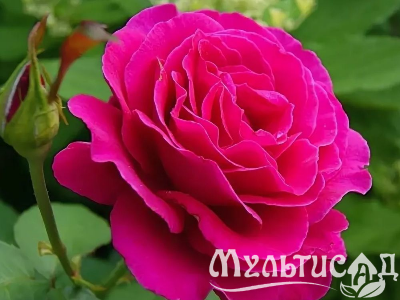 Креатив без названия (8)