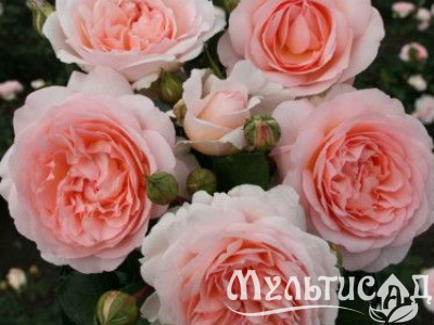 Туя (14)