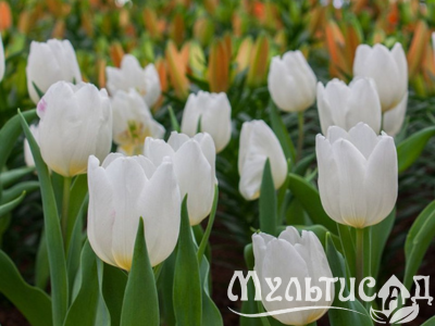Дизайн без названия (10)