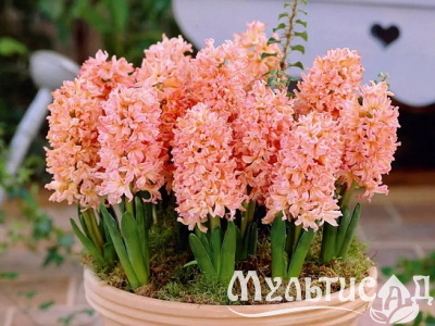 Картинка с сайта