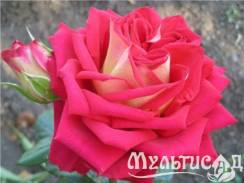 Креатив без названия (6)