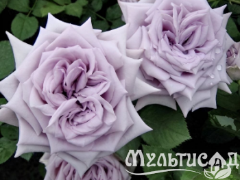 Креатив без названия