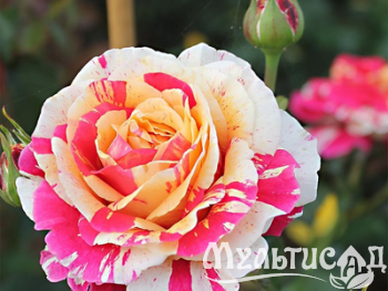 Дизайн без названия (4)
