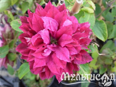 image_7681564_14979108