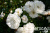 roza-svani-900x600-1 roza-svani-900x600-1