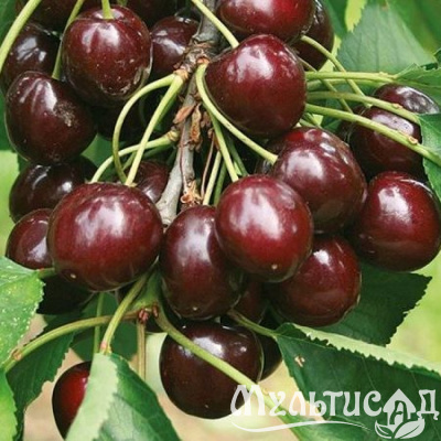 Картинка с сайта