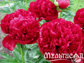 Креатив без названия (13)