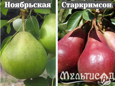 Ноябрьская (35)