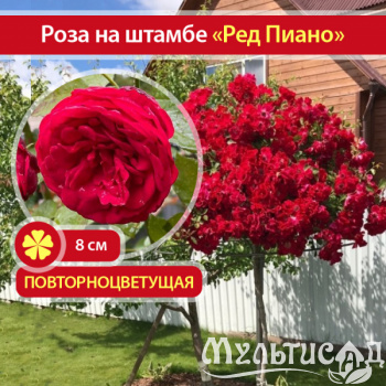 14_Ред-Пиано
