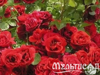 Креатив без названия (1)
