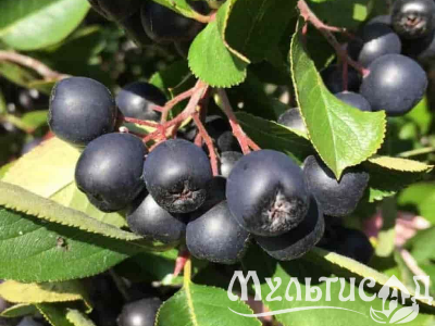 Креатив без названия (6)