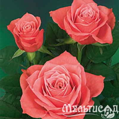 70ddc4b967d4dfcd0ae72cccc828636b
