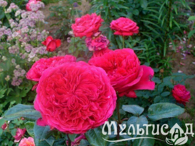 Креатив без названия
