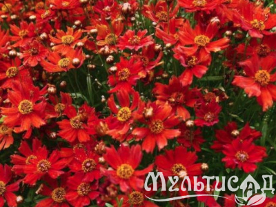 Туя (13)