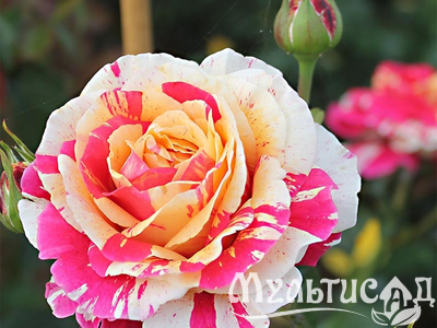 Дизайн без названия (4)