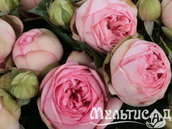Креатив без названия (19)
