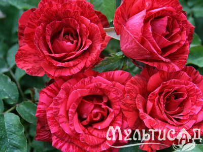 Дизайн без названия (12)