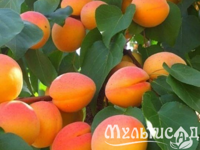 Креатив без названия (6)