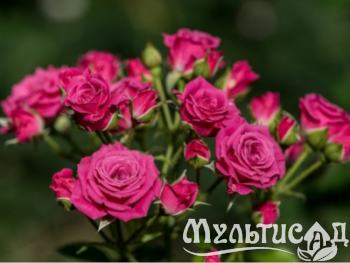 Дизайн без названия (24)