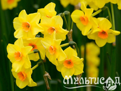 Картинка с сайта